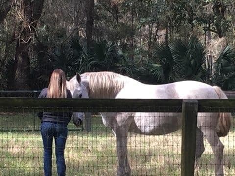 A horse at Open Spaces Sanctuary